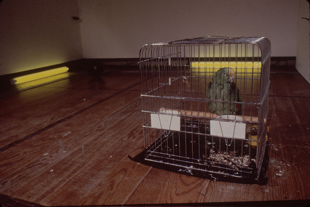Vue de salle de l’exposition Rétrospective de l’œuvre de Dennis Oppenheim 1967-1977 (Afficher en plein écran)