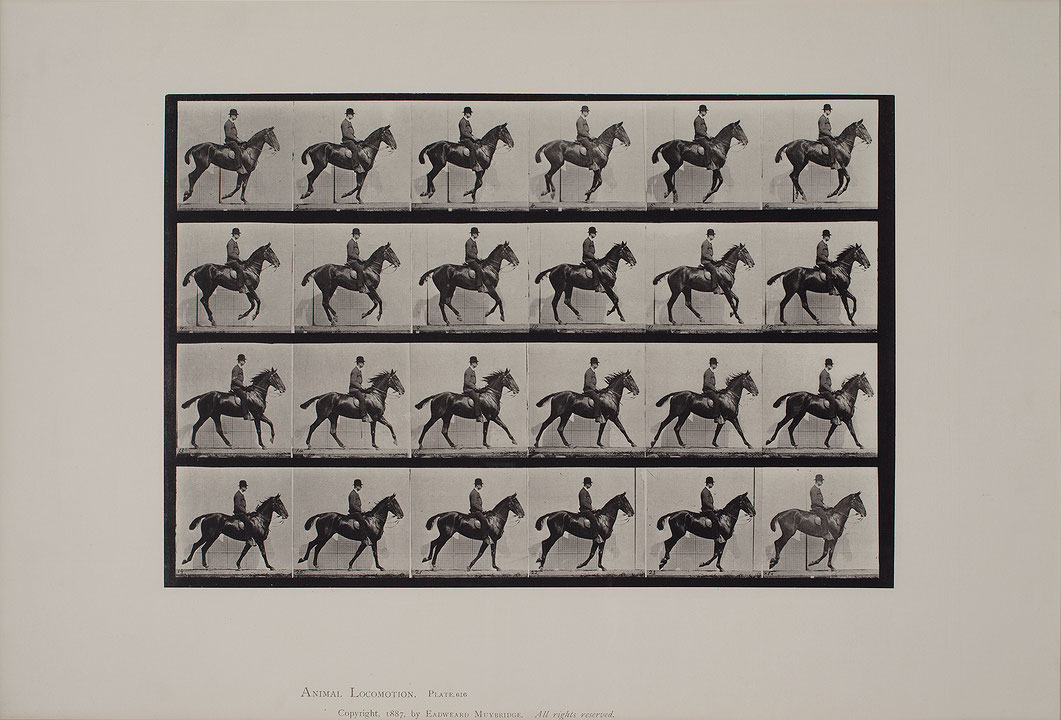 Photo de l’œuvre Animal Locomotion de Eadweard Muybridge (Afficher en plein écran)