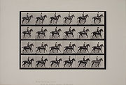 Photo de l’œuvre Animal Locomotion de Eadweard Muybridge