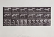 Photo de l’œuvre Animal Locomotion de Eadweard Muybridge
