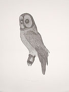 Photo de l’œuvre Speckled Owl de Tib Beament