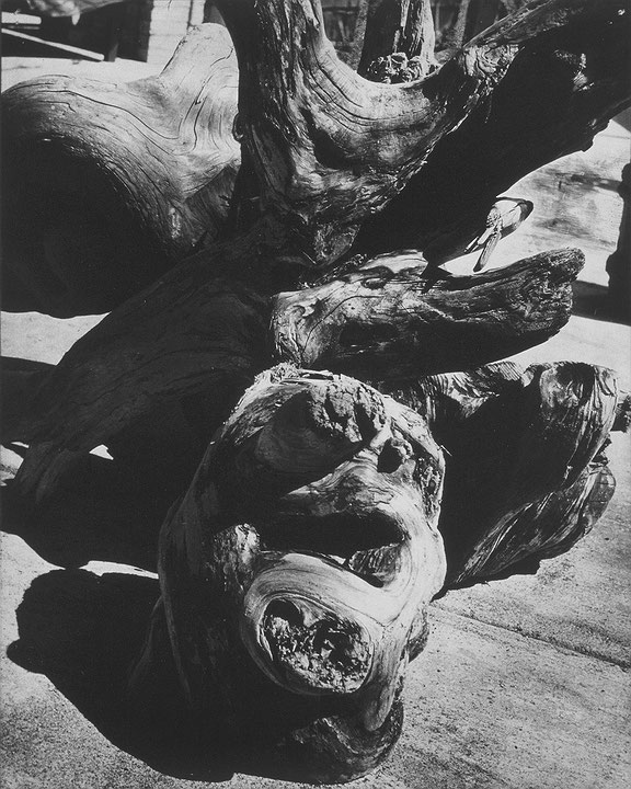 Photo de l’œuvre Driftwood de Gordon McKinley Webber (Afficher en plein écran)