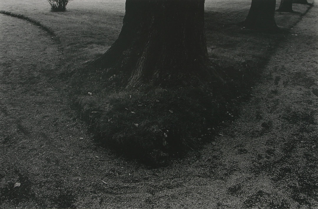 Photo de l’œuvre Tronc d’arbre et petites roches - Halifax de Charles Gagnon (Afficher en plein écran)