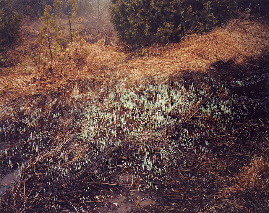 Photo de l’œuvre Grasses, Bruce Peninsula de Edward Burtynsky (Afficher en plein écran)