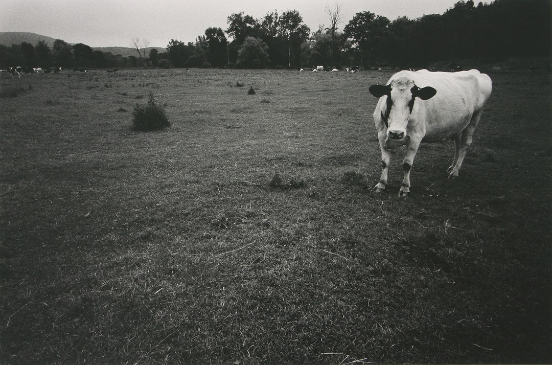 Photo de l’œuvre Vache - Massachusetts de Charles Gagnon (Afficher en plein écran)