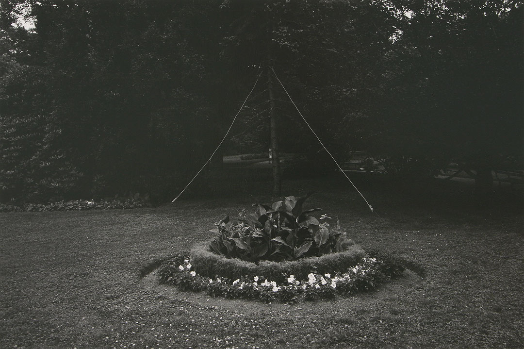 Photo de l’œuvre Fleurs, arbre et fil - Halifax de Charles Gagnon (Afficher en plein écran)