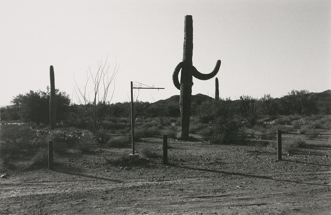 Photo de l’œuvre Cactus, près de Tucson - Arizona de Charles Gagnon (Afficher en plein écran)