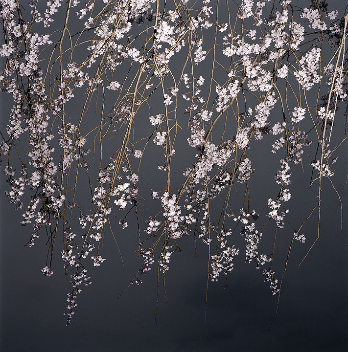 Photo de l’œuvre Sakura Search de Darren Almond (Afficher en plein écran)