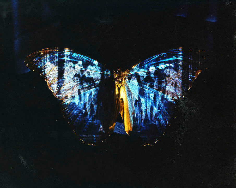 Photo de l’œuvre Morpho de Christine Davis (Afficher en plein écran)