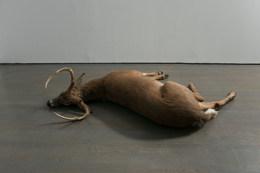 Photographie couleur en plan rapproché d’une installation comprenant un cerf de Virginie mort, étendu sur le côté. (Afficher en plein écran)