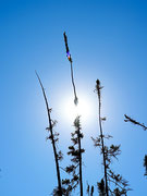 Photo de l’œuvre Tree heads bright sun, on location ELA, Canada (de la série « Experimental Lake ») de Guillaume Simoneau